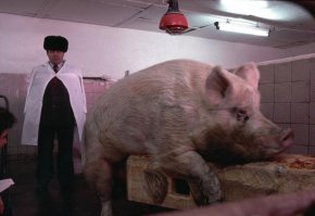 Картинка напрягла.
В наше время рисуют овец.