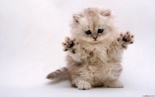 Кто то ворует из лотка мои какашки....Наверное привидение....