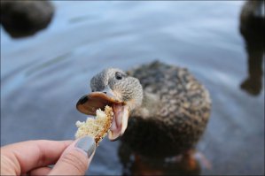 Фотоподборка за 12.04.2016