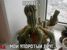 Безумец прыгнул с капота машины на огромный кактус