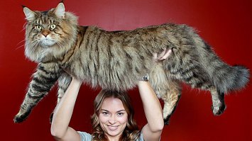 Во! Кот так кот.