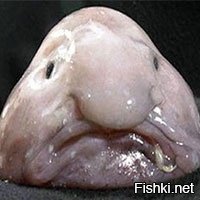 10 неожиданно опасных животных