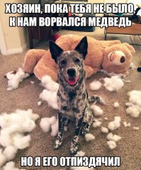 19 питомцев, уверяющих, это совсем не то, что вам показалось