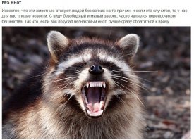 привет
подаю руку
-я игорь
зверек ничуть не смутившись протягивает лапку
-енот отзывается он
будим знакомы с улыбкой сообщаю я,и тут без всякого предуприждения кусает меня за руку,
-за что? воплю я
-а чтоб не накуривался и с дикими животными не разговаривал му**к
-и что теперь мне делать риторически спросил я
-ну к врачу точно не обращайся прищурив глаза сказал енот,на фишках пост был о том что если тебя кусает незнакомый енот то надо обязательно идти к врачу.....но мы то знакомы!
и правда не поспоришь подумал я..енот скрылся в неизвестном направлении,а я продолжил с красными глазами листать посты на фишках