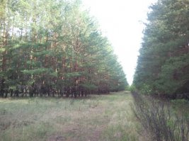 Вид со спутника и вид с земли