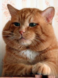 "старая"
по фото видно, ей лет 200! Кошка курильщика. 
Вот нормальная кошка