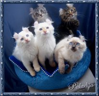 Выбран «самый красивый в мире» кот