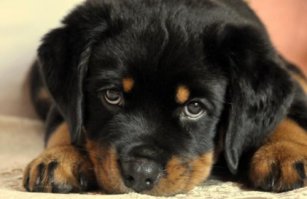 В мире грустит один пёсик когда одна из баб тупит !!!