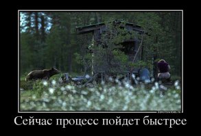 Спокойствие, только спокойствие: медведи не любят суеты