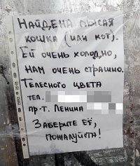 Пропала кошка