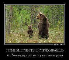 Как я встретил медведя: самые лихие и неожиданные встречи с Топтыгиным в кубиках!