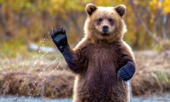 Как я встретил медведя: самые лихие и неожиданные встречи с Топтыгиным в кубиках!