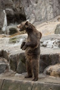 Как я встретил медведя: самые лихие и неожиданные встречи с Топтыгиным в кубиках!