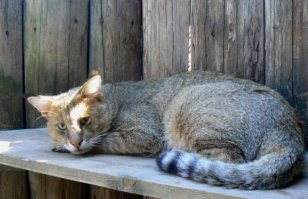 Примерно такой? Большая редкость...