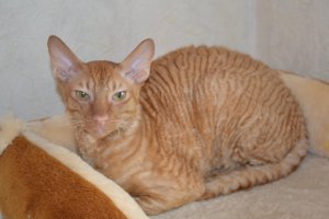 Корниши на ощупь, это нечто ))