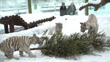 А может, как-то так?
И ни один идиот не проберется? Или за глубоким рвом (к сожалению, не нашла внятной картинки). Московский зоопарк, не самый лучший в мире, прямо скажем (места мало). Никогда не слышала, чтобы у нас кого-то тигры ели. И никаких собак по территории не ходит!