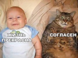 19 питомцев, уверяющих, это совсем не то, что вам показалось