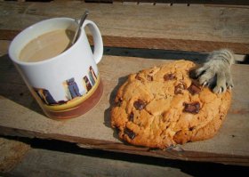 19 питомцев, уверяющих, это совсем не то, что вам показалось