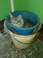 25 котят, которые так быстро выросли 