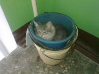 25 котят, которые так быстро выросли 
