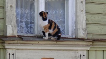 25 котят, которые так быстро выросли 
