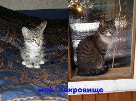 25 котят, которые так быстро выросли 