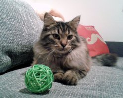 25 котят, которые так быстро выросли 