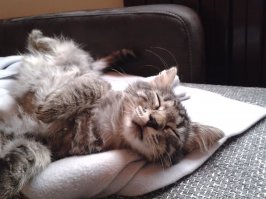 25 котят, которые так быстро выросли 