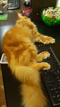 Наш заводной апельсин 
Первое фото - еще в питомнике. 3 месяца, следующие 2 по 4 месяца, на последних годик. Уже крупнее стандартной 10кг таксы. По активности такса нервно курит))) когда у него случается "приступ бешенства котиков" собака прячется под кровать  (собаке 2 года)