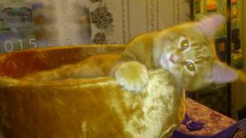 Наш заводной апельсин 
Первое фото - еще в питомнике. 3 месяца, следующие 2 по 4 месяца, на последних годик. Уже крупнее стандартной 10кг таксы. По активности такса нервно курит))) когда у него случается "приступ бешенства котиков" собака прячется под кровать  (собаке 2 года)