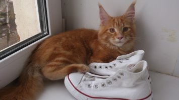 Наш заводной апельсин 
Первое фото - еще в питомнике. 3 месяца, следующие 2 по 4 месяца, на последних годик. Уже крупнее стандартной 10кг таксы. По активности такса нервно курит))) когда у него случается "приступ бешенства котиков" собака прячется под кровать  (собаке 2 года)