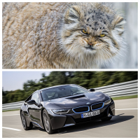 Почему-то вот так подумалось)) 
Манул ШИКАРЕН что тут скажешь