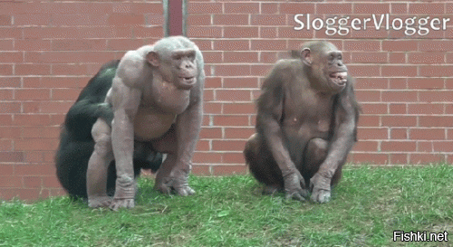 Коментарии в Избранное