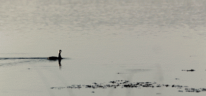 кот-ниндзя ))) 
И еще пара его коллег )))