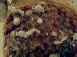 Когда люди впервые увидели, что происходит с суринамской пипой, - не поверили собственным глазам: детишки у жабы пипы появлялись прямо из спины.
Конечно, появление детишек из спины пипы - вовсе не деторождение в истинном смысле этого слова. Икринки и личинки пипы развиваются, как и икринки и личинки всех прочих земноводных. Только происходит это в необычном месте.
Едва самка отложит яйцо, самец подхватывает его и аккуратно укладывает на спину самки, в специальную ячейку. То же самое он проделывает со вторым, и третьим, и четвертым, и со всеми остальными яйцами. Чтоб они держались получше прижимает их еще и грудью. Ячейки, в которые положены яйца, с каждым днем становятся глубже и приобретают шести гранную, похожую на пчелиные соты форму, а яйца как бы врастают в спину самки. Одновременно верхняя часть каждой икринки подсыхает, образуя полупрозрачный купол. Вот там, в этих сотах, под полупрозрачными куполами-крышечками и происходит все, что положено произойти.
Сначала развиваются зародыши, потом появляются личинки-головастики, они тоже развиваются и превращаются в крошечных жабочек. Влаги в таких сотах-ячейках достаточно, питание зародыши и личинки получают через стенки ячеек из организма матери. Сформировавшись, крошечные существа приподнимают купола-крышечки, обозревают незнакомый им мир и, набравшись храбрости, вылезают из своих люлек. Невместе около матери, но вскоре покидают ее и начинают самостоятельную жизнь.