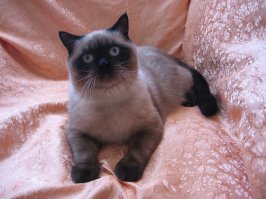 25 котят, которые так быстро выросли 