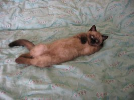 25 котят, которые так быстро выросли 