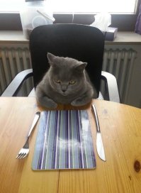 котэ левша?