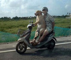 Собачка рулит :-)