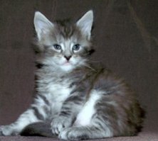 25 котят, которые так быстро выросли 