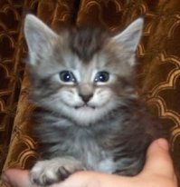 25 котят, которые так быстро выросли 