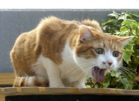 Подборка идиотских фотографий