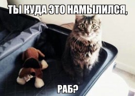 20 питомцев, которых не оставишь дома на время отпуска без зазрения совести