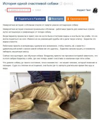 Невероятное преображение несчастной собаки