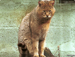 Несмотря на  свирепый вид., манулы звери малоподвижные, тихие, ленивые и малоообщительные. 
Сосед по даче штурман на Ил-76. Летает в Туркмению, привез оттуда вот это... Злодействует на территории примерно в 4 га. Сначала он передавил всех крыс. Потом всех хомяков. Потом голубей. Потом принялся за голубятников. Бассет-хаунда другого соседа изнасиловал в самом прямом смысле этого слова. Неуловим, как чукакабра при своих размерах. На всех, кроме хозяина, плевать хотел. Котята от него у домашних кошек получаются под стать. Местных котов, кстати, не слышно давно.