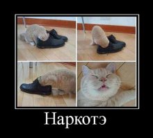 20 питомцев, которых не оставишь дома на время отпуска без зазрения совести