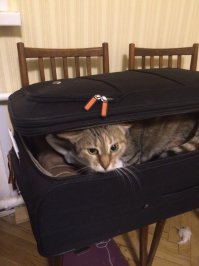 20 питомцев, которых не оставишь дома на время отпуска без зазрения совести