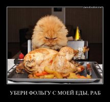 походу кошки все же захватят планету и сделают людей рабами. задел неплох!