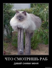 походу кошки все же захватят планету и сделают людей рабами. задел неплох!