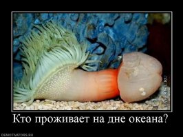 13 странных глубоководных созданий, существование которых доказывает, как мало мы знаем о Земле